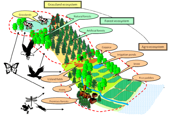 Surveying gorongosa biodiversity answer key