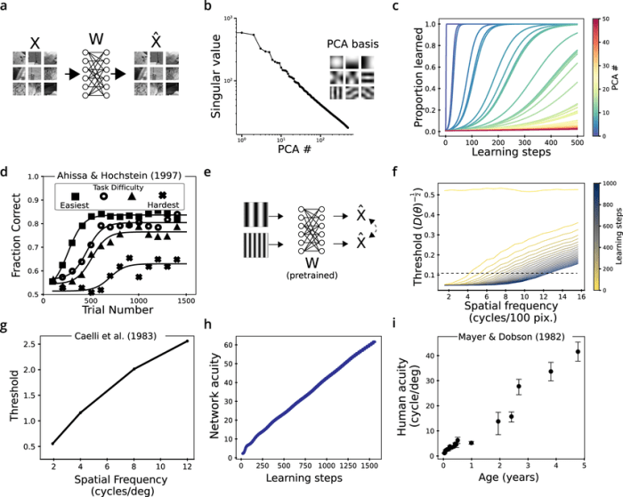 Perceptual phenomena are best understood as a combination